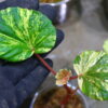 🦍 -TGK-r60402- 🦍 Begonia cucullata aurea variegated / ベゴニア ククラータ オーレア 斑入り - 画像 (7)