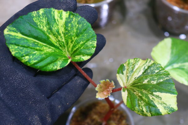 🦍 -TGK-r60402- 🦍 Begonia cucullata aurea variegated / ベゴニア ククラータ オーレア 斑入り
