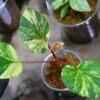 🦍 -TGK-r60402- 🦍 Begonia cucullata aurea variegated / ベゴニア ククラータ オーレア 斑入り - 画像 (10)