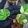 🦍 -TGK-r60402- 🦍 Begonia cucullata aurea variegated / ベゴニア ククラータ オーレア 斑入り - 画像 (4)