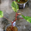 🦍 -TGK-r60402- 🦍 Begonia cucullata aurea variegated / ベゴニア ククラータ オーレア 斑入り - 画像 (9)