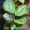 🦍 -TGK-r50404-  🦍  Elatostema sp. silver aurea variegated  from South Thailand / エラトステマ① - 画像 (9)