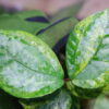 🦍 -TGK-r50404-  🦍  Elatostema sp. silver aurea variegated  from South Thailand / エラトステマ① - 画像 (8)