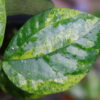 🦍 -TGK-r50404-  🦍  Elatostema sp. silver aurea variegated  from South Thailand / エラトステマ① - 画像 (7)