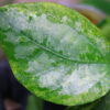 🦍 -TGK-r50404-  🦍  Elatostema sp. silver aurea variegated  from South Thailand / エラトステマ① - 画像 (6)
