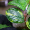 🦍 -TGK-r50404-  🦍  Elatostema sp. silver aurea variegated  from South Thailand / エラトステマ① - 画像 (4)