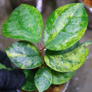 🦍 -TGK-r50404-  🦍  Elatostema sp. silver aurea variegated  from South Thailand / エラトステマ①