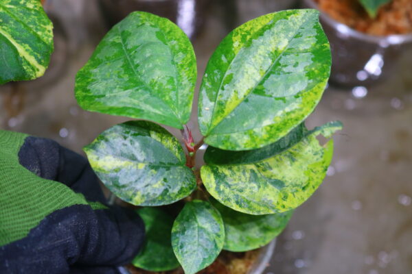 🦍 -TGK-r50404-  🦍  Elatostema sp. silver aurea variegated  from South Thailand / エラトステマ①