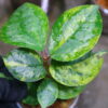 🦍 -TGK-r50404-  🦍  Elatostema sp. silver aurea variegated  from South Thailand / エラトステマ① - 画像 (2)