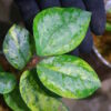🦍 -TGK-r50404-  🦍  Elatostema sp. silver aurea variegated  from South Thailand / エラトステマ① - 画像 (3)