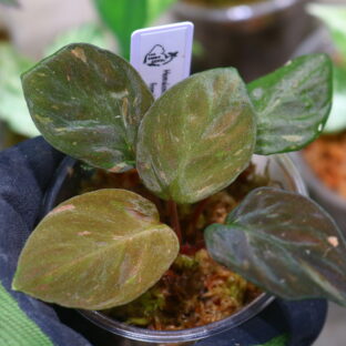 ①🦍-TGK-r60819lh- 🦍 / Homalomena humilis 'Black Velvet Variegated' from Lingga /  ホマロメナ 'ブラックベルベット斑入り'