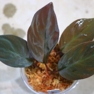 -TGK-赤葉-/ホマロメナ/TGK輸入便/ Homalomena sp. from Kalimantan Barat Nanga Mahap