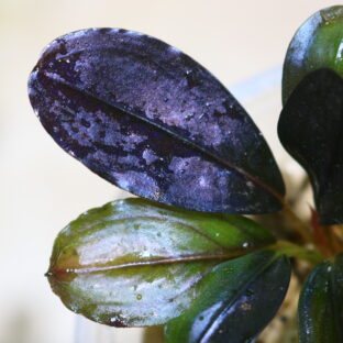 -TGK-輸入便/ブセファランドラ / Bucephalandra sp. Brownie Paris from Ella Hulu