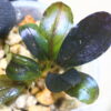 -TGK-輸入便/ブセファランドラ / Bucephalandra sp. Brownie Paris from Ella Hulu - 画像 (2)