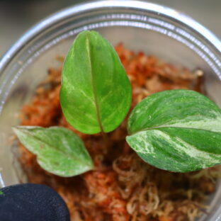 -TGK-r20806lh-/ホマロメナ斑入り/TGK輸入便 Homalomena sp. variegated from Kalimantan Barat Nanga Mahap