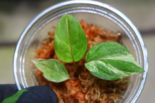 -TGK-r20806lh-/ホマロメナ斑入り/TGK輸入便 Homalomena sp. variegated from Kalimantan Barat Nanga Mahap