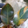 -TGK-r50404- /Philodendron ‘Black Cardinal’ variegated No.2 / フィロデンドロン ブラック カーディナル 斑入り No.2 - 画像 (4)