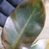 -TGK-r50404- /Philodendron ‘Black Cardinal’ variegated No.2 / フィロデンドロン ブラック カーディナル 斑入り No.2 - 画像 (5)