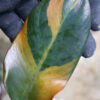 -TGK-r50404- /Philodendron ‘Black Cardinal’ variegated No.2 / フィロデンドロン ブラック カーディナル 斑入り No.2 - 画像 (6)