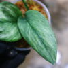 -TGK-r4-0222lh-/ Scindapsus ‘variegated-2‘ from Kapuas Hulu / スキンダプサス '斑入り-2' - 画像 (6)