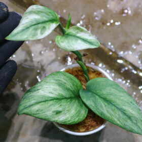 -TGK-r4-0222lh-/ Scindapsus ‘variegated-2‘ from Kapuas Hulu / スキンダプサス '斑入り-2'