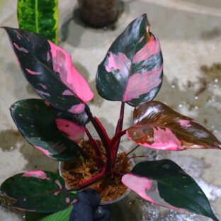 -TGK-r50404-/フィロデンドロン ピンクプリンセス ギャラクシー/フィロデンドロン 'ピンクプリンセス マーブルキング' / Philodendron 'Pink Princess Marble King'