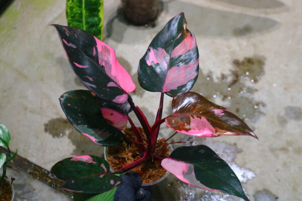 -TGK-r50404-/フィロデンドロン ピンクプリンセス ギャラクシー/フィロデンドロン 'ピンクプリンセス マーブルキング' / Philodendron 'Pink Princess Marble King'