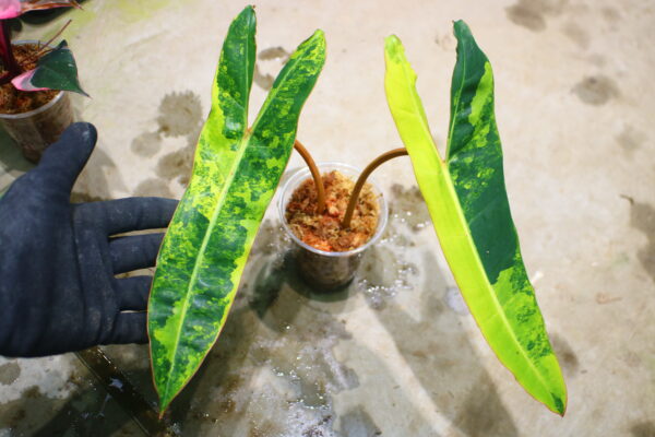 -TGK-r0306-/フィロデンドロン ビレッティア 斑入り/ Philodendron billietiae variegated