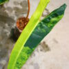 -TGK-r0306-/フィロデンドロン ビレッティア 斑入り/ Philodendron billietiae variegated - 画像 (10)