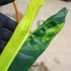 -TGK-r0306-/フィロデンドロン ビレッティア 斑入り/ Philodendron billietiae variegated - 画像 (9)