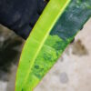 -TGK-r0306-/フィロデンドロン ビレッティア 斑入り/ Philodendron billietiae variegated - 画像 (8)