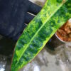 -TGK-r0306-/フィロデンドロン ビレッティア 斑入り/ Philodendron billietiae variegated - 画像 (7)