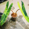 -TGK-r0306-/フィロデンドロン ビレッティア 斑入り/ Philodendron billietiae variegated - 画像 (6)