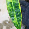 -TGK-r0306-/フィロデンドロン ビレッティア 斑入り/ Philodendron billietiae variegated - 画像 (4)