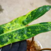 -TGK-r0306-/フィロデンドロン ビレッティア 斑入り/ Philodendron billietiae variegated - 画像 (3)