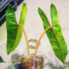 -TGK-r0306-/フィロデンドロン ビレッティア 斑入り/ Philodendron billietiae variegated - 画像 (2)