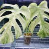 🦍 -TGK-r0406- 🦍  /  Monstera deliciosa mint variegated - 画像 (2)