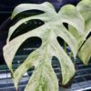 🦍 -TGK-r0406- 🦍  /  Monstera deliciosa mint variegated - 画像 (3)