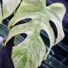 🦍 -TGK-r0406- 🦍  /  Monstera deliciosa mint variegated - 画像 (6)