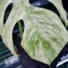 🦍 -TGK-r0406- 🦍  /  Monstera deliciosa mint variegated - 画像 (4)