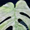 🦍 -TGK-r0406- 🦍  /  Monstera deliciosa mint variegated - 画像 (5)