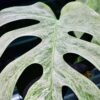 🦍 -TGK-r0406- 🦍  /  Monstera deliciosa mint variegated - 画像 (7)