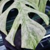 🦍 -TGK-r0406- 🦍  /  Monstera deliciosa mint variegated - 画像 (8)