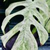 🦍 -TGK-r0406- 🦍  /  Monstera deliciosa mint variegated - 画像 (9)