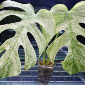 🦍 -TGK-r0406- 🦍  /  Monstera deliciosa mint variegated