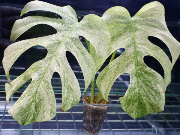 🦍 -TGK-r0406- 🦍  /  Monstera deliciosa mint variegated