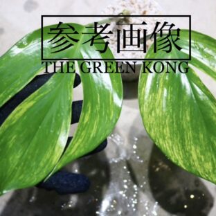 -TGK-/ラフィドフォラ デカシバ 斑入り / Rhaphidophora decursiva variegated