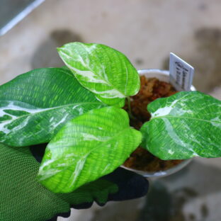 ①/-TGK-r50404-/Calathea musaica variegated/カラテア ムサイカ 斑入り
