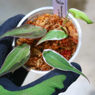 ①/-TGK-r60402-/フィロデンドロン ミカンス 斑入り'ベルベットハロ'/Philodendron micans variegated 'Velvet Halo'