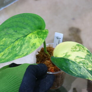 スキンダプサス | 世界中の珍しい熱帯植物｜THE GREEN KONG